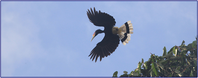 Rhinoceros Hornbill aan de Kinabatanganrivier